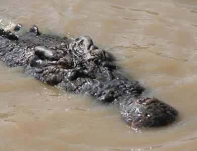 croco-eyes