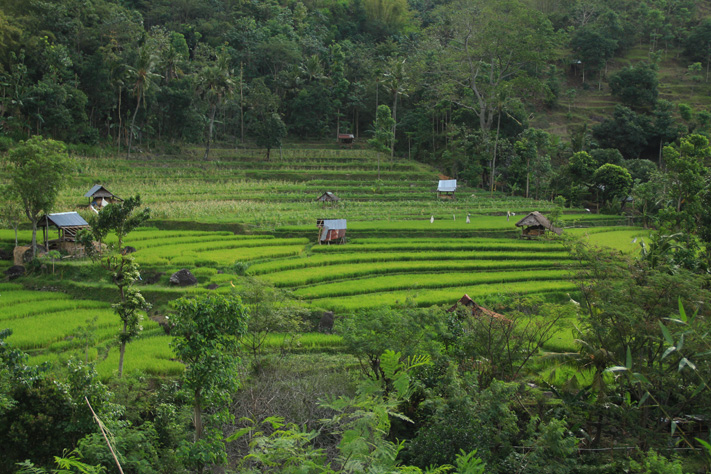 Bali rizière