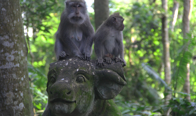 Sacred monkey forest